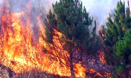 Cục Kiểm lâm yêu cầu lực lượng này phải tăng cường gác bảo vệ rừng, phòng cháy chữa cháy rừng dịp lễ tết.