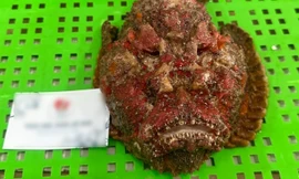 Loại cá nhìn 'xấu tợn', khách Hà Nội vẫn sẵn sàng chi nửa chỉ vàng tìm mua