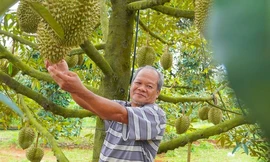 Hình ảnh nông dân Bà Rịa - Vũng Tàu tất bật thu hoạch sầu riêng xuất khẩu đi Trung Quốc