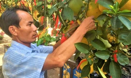 TPHCM: Chủ vườn 'lội ngược dòng' nhờ khách đổ xô mua loại cây gần trăm triệu đồng