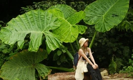 Trào lưu chụp ảnh 'người tí hon' với cây ráy khổng lồ tại Cúc Phương