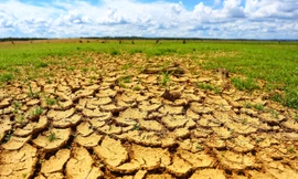 Việt Nam có 11,8 triệu ha đất đang bị sa mạc hoá