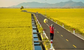 Con đường giữa cánh đồng vàng ruộm ở Vũng Tàu, đẹp như phim hoạt hình Nhật Bản