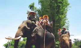 Mai mối cho voi nhà Đắk Lắk