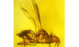 Phát hiện hóa thạch 'ruồi ma cà rồng' cổ đại