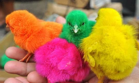 Gà con màu sắc ở Indonesia