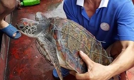 Phát hiện rùa biển quý hiếm dính lưới, trên mai có nhiều 'hoa văn' lạ