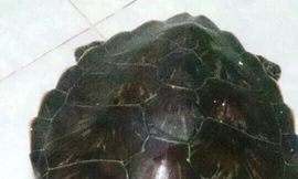 Con rùa biển khỏe mạnh khi được bàn giao và sẽ được đưa ra tỉnh Bình Thuận để thả về tự nhiên. 