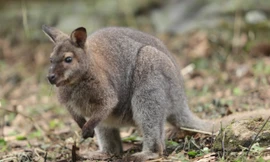 Cận cảnh 4 cá thể chuột túi mới chuyển từ Cao Bằng về Lào Cai