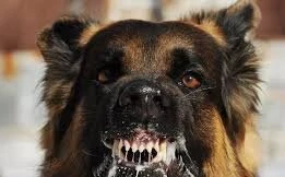 Sau một tháng bị chó lạ cào xước mặt, bé trai 8 tuổi ở Sơn La tử vong 