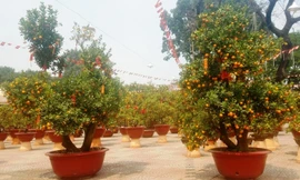 Cặp quất cảnh giá 130 triệu đồng ở Sài Gòn có gì đặc biệt?