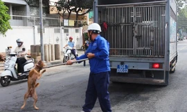 Bắt chó thả rông ở trung tâm TPHCM sau 'lệnh' của ông Đoàn Ngọc Hải