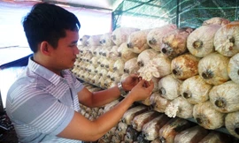 Chàng trai Sài Gòn kiếm 200 triệu đồng mỗi tháng từ nấm sạch