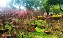 Ngắm đào Nhật Tân đua nhau khoe sắc giữa lòng Sài Gòn