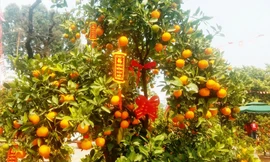 130 triệu đồng một cặp quất cảnh chơi Tết ở Sài Gòn