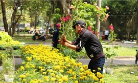 Hàng trăm chậu hoa cúc bị đập bỏ.