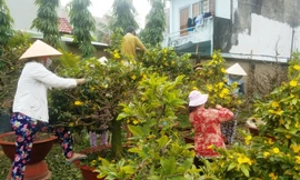 Cận Tết, vườn mai Sài Gòn vào mùa 'hái lá đếm tiền'
