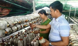 Anh Thắng cùng mẹ mình tại khu vực trồng nấm Linh Chi.