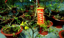 Mai bonsai “tí hon” chơi Tết hút khách ở Sài Gòn