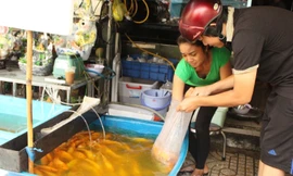 Chưa kịp "về trời", cá chép ông Táo đã bị chích điện 