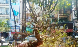 Hai cây mai trăm tuổi thế tuyệt đẹp giá gần 5 tỉ đồng ở Sài Gòn