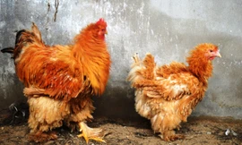 Người Sài Gòn săn 'gà kỳ lân' 5 ngón giá chục triệu ăn Tết