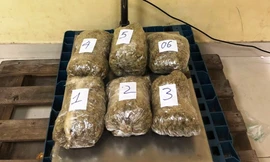 Một lô cần sa bị thu giữ.