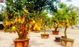 Bưởi Diễn trưng Tết giá 50 triệu một cây ‘cháy hàng’ ở Sài Gòn