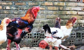 Gà Đông Tảo giá chục triệu “cháy hàng” ở Sài Gòn