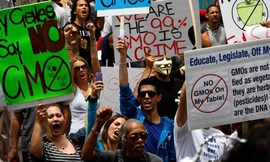 52 quốc gia phản đối cây biến đổi gene