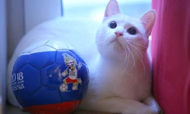 Mèo tiên tri dự đoán Nga thắng trận mở màn World Cup