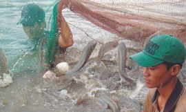 Chờ công văn chống lũ, dân trắng tay