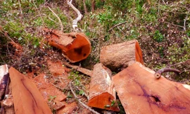 Cây rừng bị đốn hạ và xẻ gỗ trái phép- Ảnh HTN