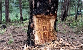 Cây thông cổ thụ bị lóc thịt cho chết dần