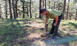 Kiểm lâm tìm dấu vết cây rừng bị cưa hạ, phi tang