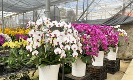 Hàng triệu đồng một chậu lan hồ điệp