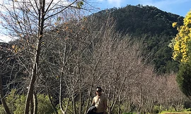 Mai anh đào trơ cành tại nơi công bố khai mạc Ngày hội