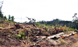 Rừng bị cưa hạ ngổn ngang