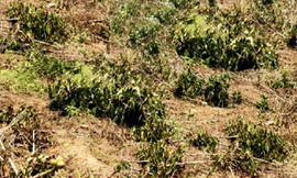 Vườn cà phê bị chặt hạ ngổn ngang