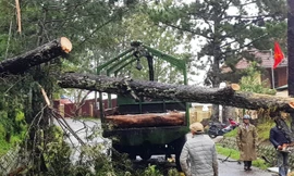 Cây lớn ngã đổ chắn ngang đường gây ách tắc giao thông