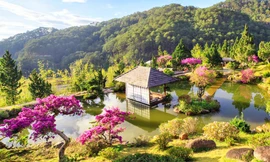 Kiểng hoa giấy nhuộm hồng Quê garden