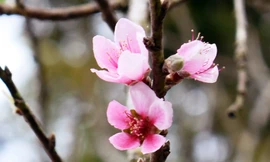 Hoa đào "Má hồng thiếu nữ"