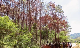 Thực nghiệm hiện trường vụ đầu độc hơn 10ha rừng thông