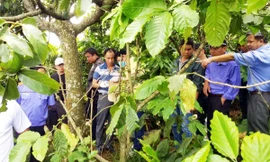 3 bà cháu bị sát hại tại gốc cây bơ này