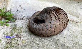 Cá thể tê tê bát ngờ xuát hiện ở khuôn viên Xí nghiệp bản đồ Đà Lạt