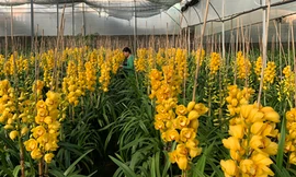 Địa lan Đà Lạt nở trước Tết, nông dân đứng ngồi không yên 