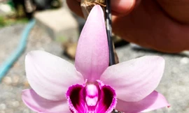 đóa hoa Giả hạc đột biến vùng Ma Bó