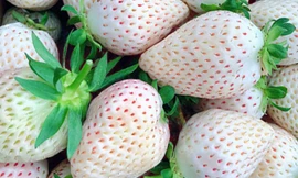 Dâu Mỹ trĩu quả ở Đà Lạt