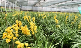 Vườn hoa địa lan ở Phường 8 nở trước Tết 2 tháng.