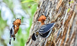 Cặp chim đầu rìu trước khi bị bắn chết-ảnh Trúc Công